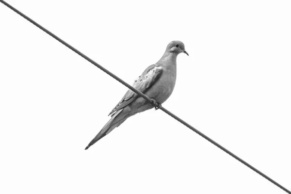 Ein Blick Auf Eine Schöne Taube Auf Einem Draht Gegen — Stockfoto