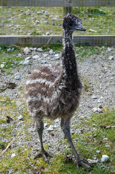 Portrait Shot Emu Chick Standing Gravel Path Summer Day — Stock Photo, Image