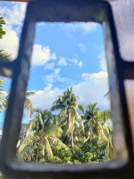 Coconut Palms Aged Fence — Stock Photo, Image