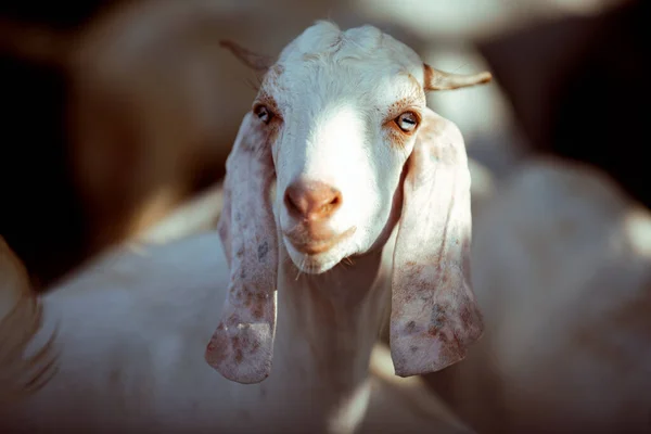 Kameraya Bakan Beyaz Bir Keçinin Yakın Çekimi — Stok fotoğraf