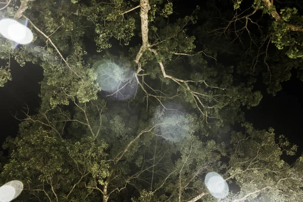 夜に新たに生まれた葉の下から上に落葉樹 テントは夜の光の中でとても美しく見えます — ストック写真