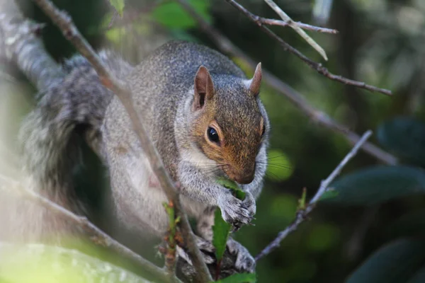 Primer Plano Una Ardilla Gris Árbol — Foto de Stock