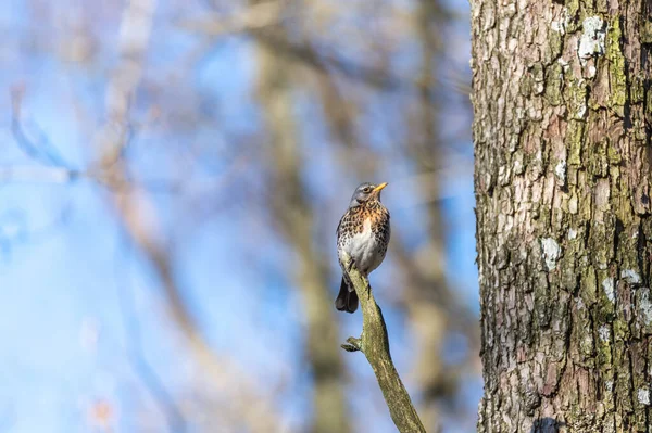 Ένα Αγκυροβόλιο Turdus Pilaris Βρίσκεται Ένα Ξύλινο Κλαδί Στο Δάσος — Φωτογραφία Αρχείου