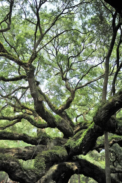 Plano Vertical Bosque Verde Grandes Ramas Árboles Carolina Del Sur — Foto de Stock