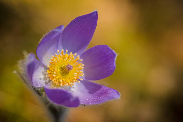 Closeup Shot Blooming Purple Eastern Pasqueflower — Stock Photo, Image