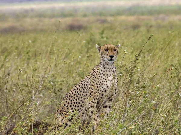 Vacker Cheetah Safari Serengeti National Park Tanzania — Stockfoto