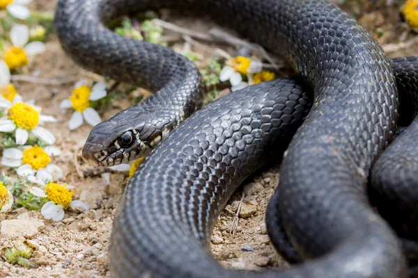 黒西部の鞭ヘビ ヒエロピスのウイルス性 カールアップし マルタ海カモミールの植物 Anthemis Urvilleanaの近くで日光浴 野生の爬虫類 モルト — ストック写真