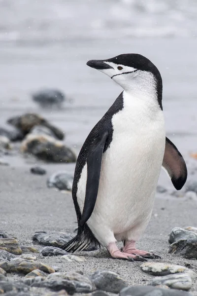 Een Verticaal Schot Van Een Pinguïn Kust Tegen Een Wazige — Stockfoto