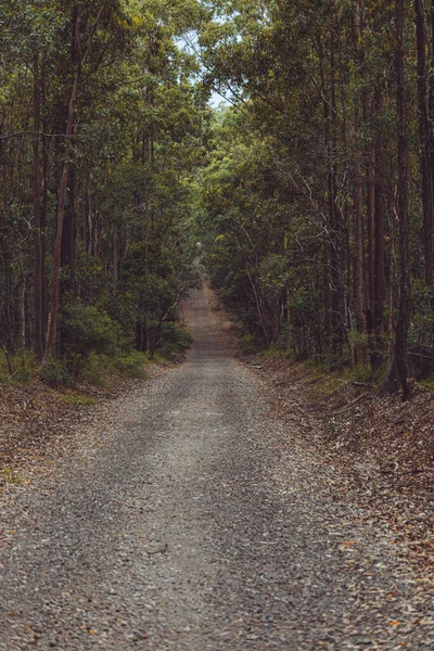 Beautiful View Empty Narrow Road Green Forest High Trees — Stock Photo, Image