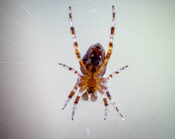 Μια Κοντινή Φωτογραφία Μιας Ευρωπαϊκής Αράχνης Στον Ιστό Του — Φωτογραφία Αρχείου