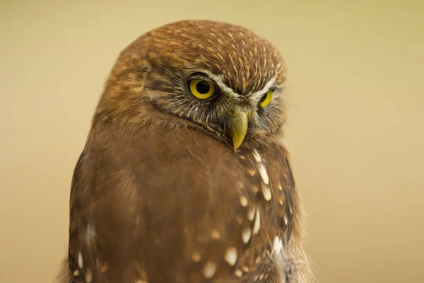 Eine Selektive Fokusaufnahme Einer Kleinen Braunen Eule Auf Cremefarbenem Hintergrund — Stockfoto