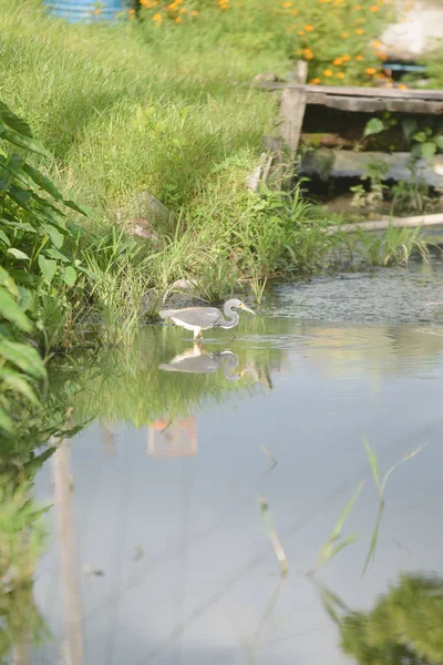 Eine Vertikale Aufnahme Eines Graureihers Teich — Stockfoto