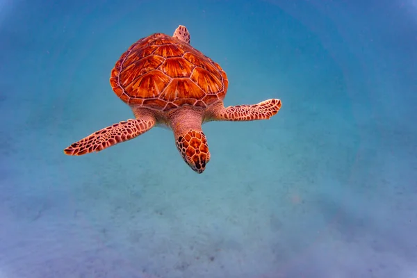 Żółw Morski Hawksbill Płytkich Wodach Niedaleko Bridgetown Barbados — Zdjęcie stockowe