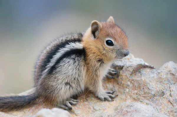 Nahaufnahme Eines Jungen Goldmantel Eichhörnchens Auf Einem Felsen — Stockfoto
