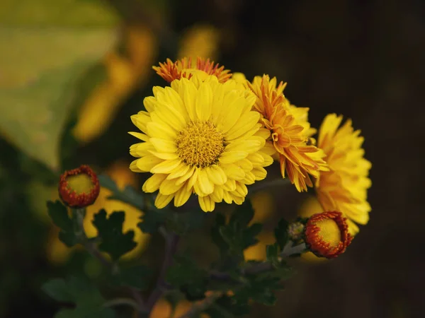Close Yellow Chrysanthemum Indicum Flowers — Stock Photo, Image