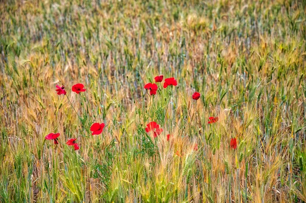 春の晴れた日に熟した小麦畑と赤いケシの花 — ストック写真