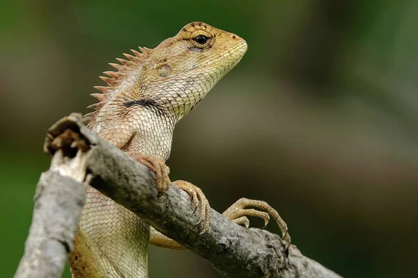 Gros Plan Beau Lézard Sur Fond Flou — Photo