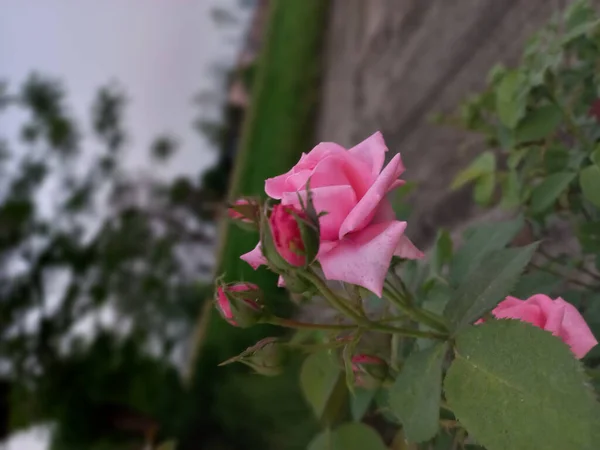 Вертикальный Снимок Красивых Розовых Роз Цветущих Саду — стоковое фото
