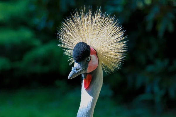 Close Tiro Preto Coroado Pássaro Guindaste Isolado Verde Natureza Fundo — Fotografia de Stock