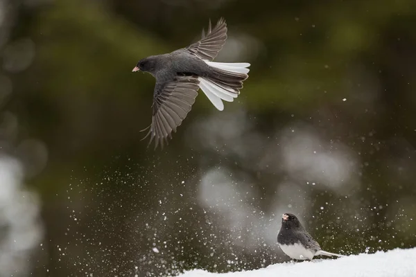 Une Prise Vue Sélective Vol Des Oiseaux — Photo