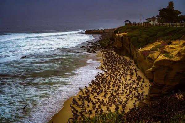 洛杉矶California San Diego海岸上的一条狭长线上的一个大块Pelicans群 — 图库照片