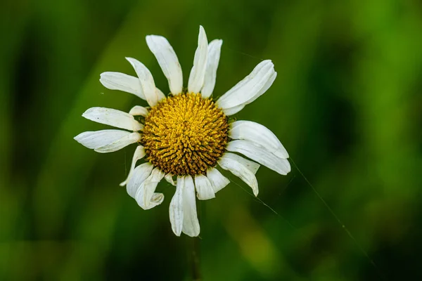 Een Closeup Shot Van Een Madeliefje Tegen Wazig Groene Achtergrond — Stockfoto