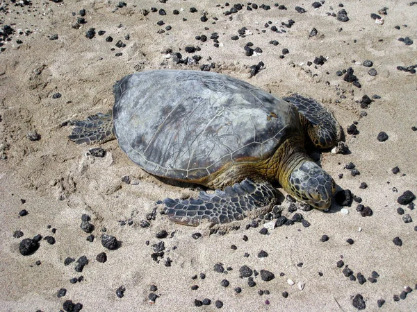 Een Close Van Een Zeeschildpad Kruipend Een Zandstrand Een Zonnige — Stockfoto