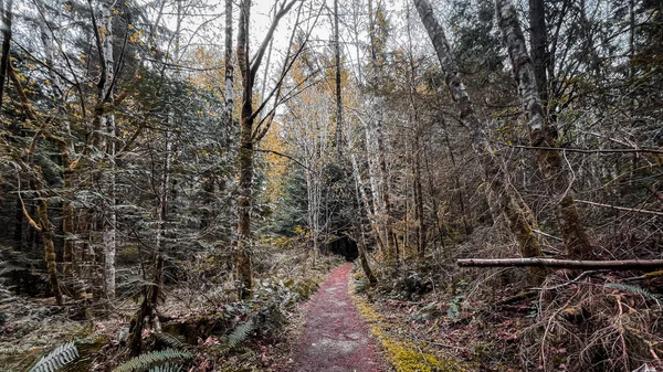 Hiking Trail Passing Forest Bainbridge Island Washington United States — Stock Photo, Image