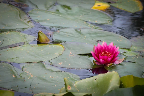 Närbild Rosa Vacker Lotusblomma Damm Mayfield Gardens — Stockfoto