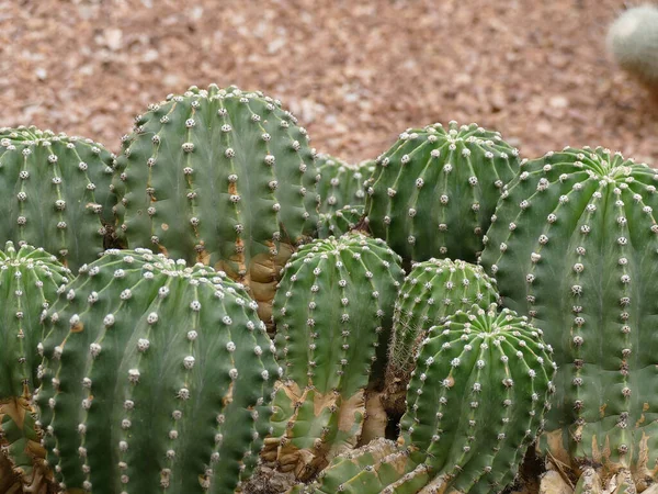 Vacker Bild Cigaretter Växter Kaktusen Morocco Trädgård Solig Dag — Stockfoto