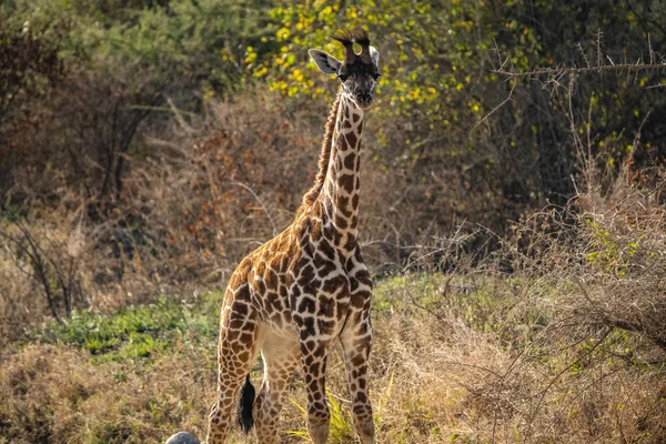 Een Giraffe Het Bos Van Het Serengeti National Park Tanzania — Stockfoto