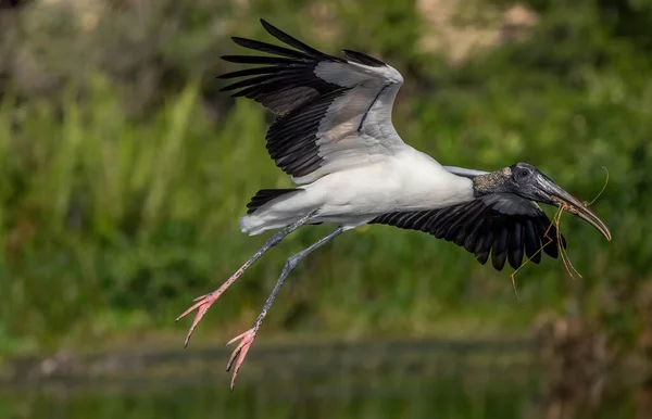 Closeup Florida Wood Stork Flight Branch Beak Blurred Green Background — Stock Photo, Image