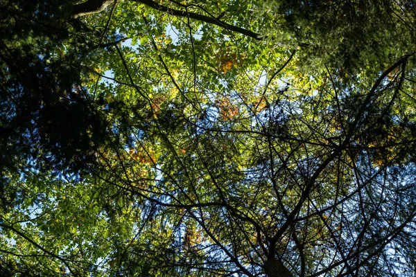 Tiro Ângulo Baixo Dos Galhos Densos Árvore Com Folhagem Verde — Fotografia de Stock