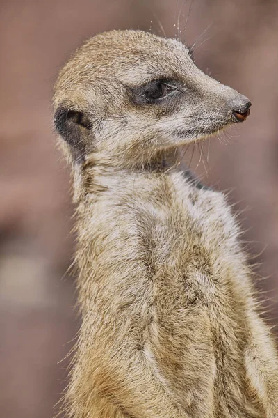 Belo Tiro Meerkat Bonito — Fotografia de Stock