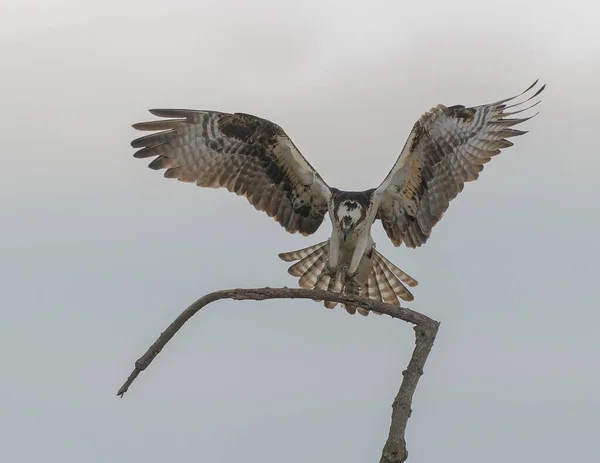 Vakkert Bilde Osprey Som Sprer Vinger – stockfoto