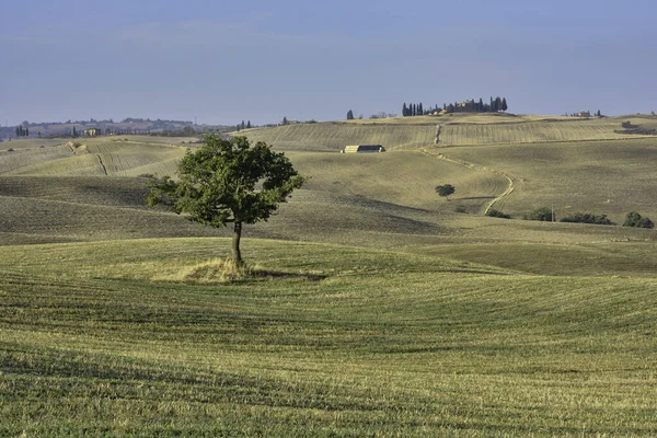 Single Tree Surrounded Fields Tuscany Blue Sky Sunny Day Fall — Stock Photo, Image