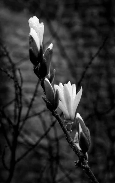 Magnolia Virágok Függőleges Közelsége Vízcseppekkel Szirmain Szürkeárnyalatban — Stock Fotó