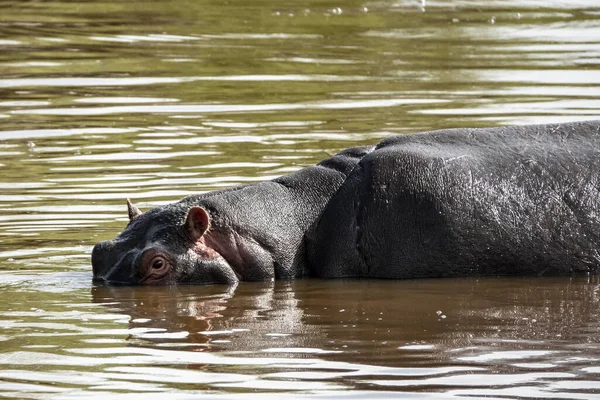 Gran Hipopótamo Estanque Safari Parque Nacional Del Serengeti Tanzania — Foto de Stock