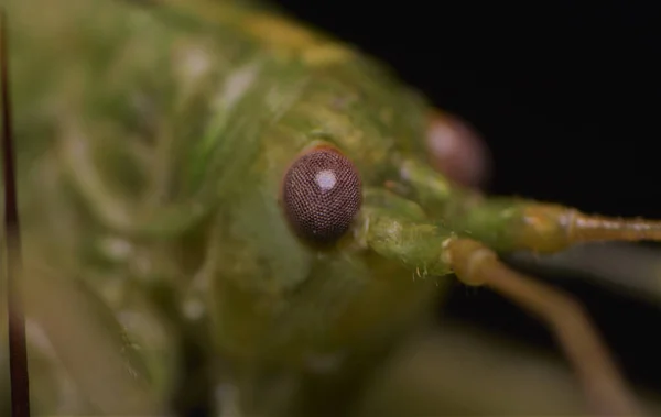 Een Macro Shot Van Een Sprinkhaan Zwarte Achtergrond — Stockfoto