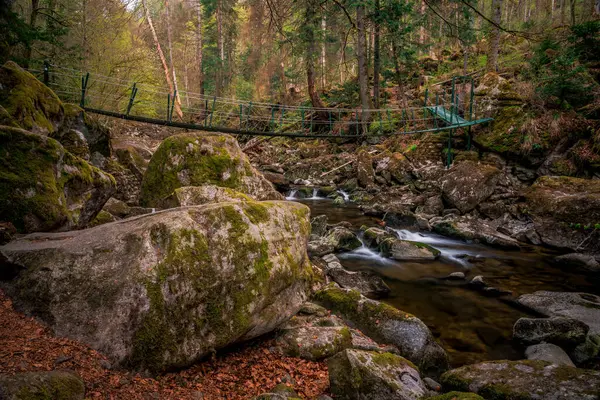 Naturskön Utsikt Över Flod Som Rinner Skog Omgiven Frodig Natur — Stockfoto