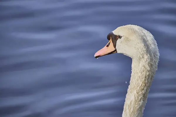 Крупный План Изящного Белого Лебедя Озере — стоковое фото