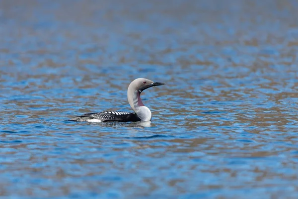 Чорно Горбатий Газон Gavia Arctica Плаває Озері Фотографія Птахів Швеції — стокове фото
