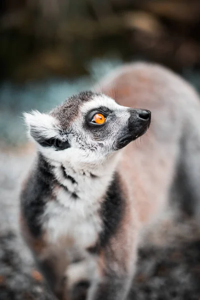 Primer Plano Vertical Animal Lémur — Foto de Stock