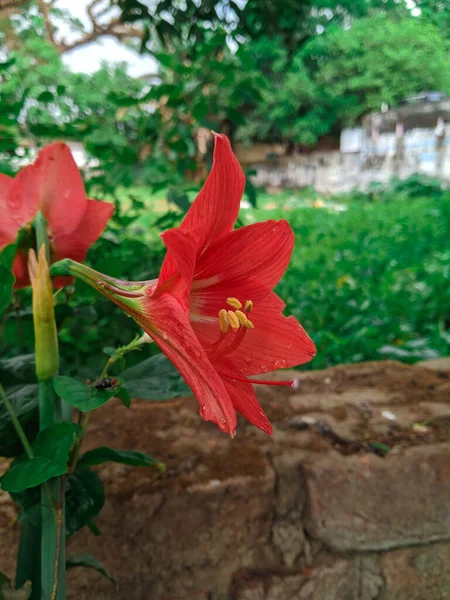 Vertikální Detailní Záběr Červené Hippeastrum Amaryllis Zahradě — Stock fotografie