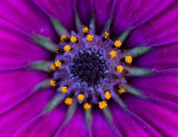 Closeup Shot Osteospermum Flower — Stock Photo, Image