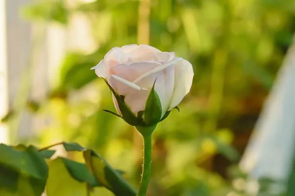 Eine Nahaufnahme Einer Schönen Gartenrose Auf Einem Unscharfen Hintergrund Frühling — Stockfoto
