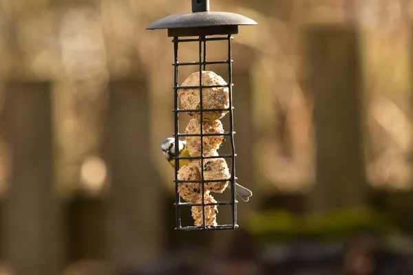鳥の餌台に立つ可愛くて美しいカラフルなラッピングの美しいショット — ストック写真