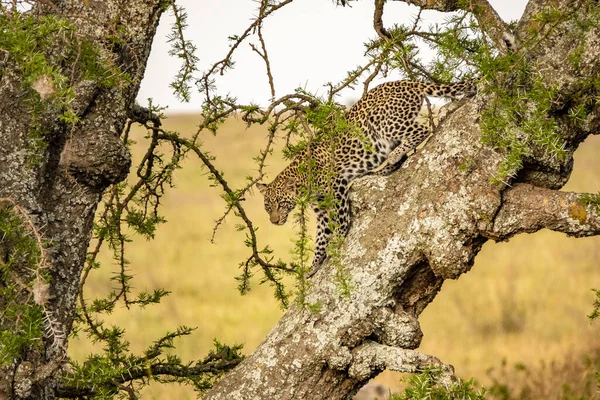 Beau Léopard Sur Arbre Dans Safari Dans Parc National Serengeti — Photo