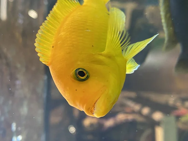 Eine Nahaufnahme Eines Schönen Gelben Fisches Unter Wasser — Stockfoto