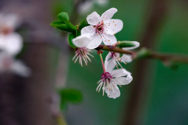 Selective Focus White Flowers Blooming Fruit Tree — Stock Photo, Image